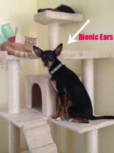 Not only is Trish's dog is a good friend to her cats, but he is also a  good watchdog with his bionic ears. 
