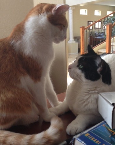cats conversing