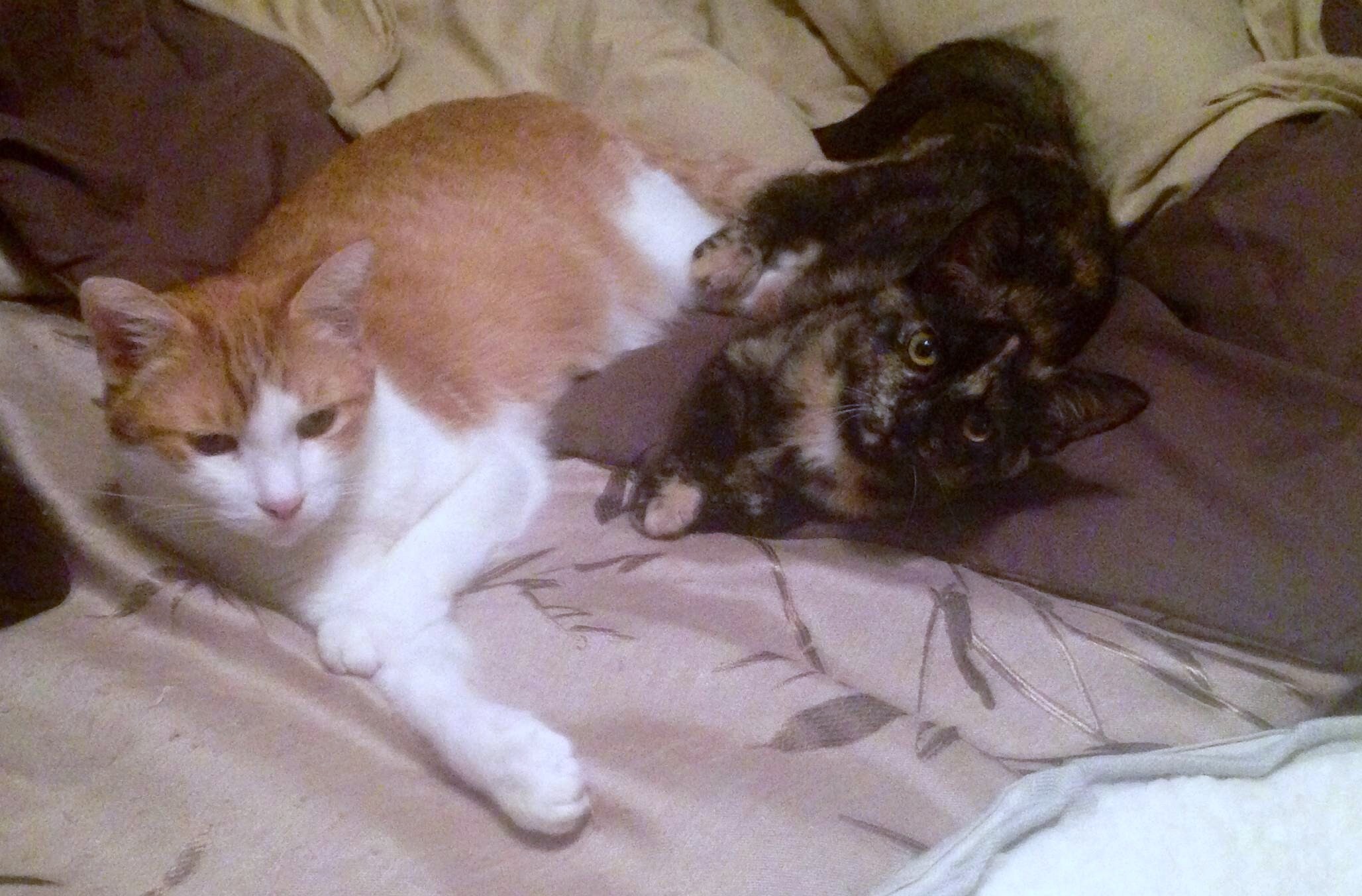 Stanley was the first to accept the new resident kitty. They each took their own time doing so, which was interesting to watch.