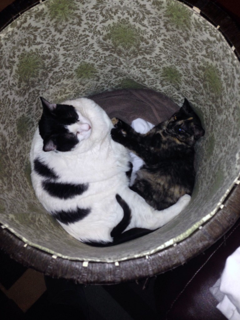 And this is when I knew that acceptance was complete! Seeing them squeeze together in a hamper gave our family a big laugh. Success!
